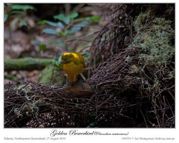 Golden Bowerbird (Prionodura newtoniana) at bower by Ian