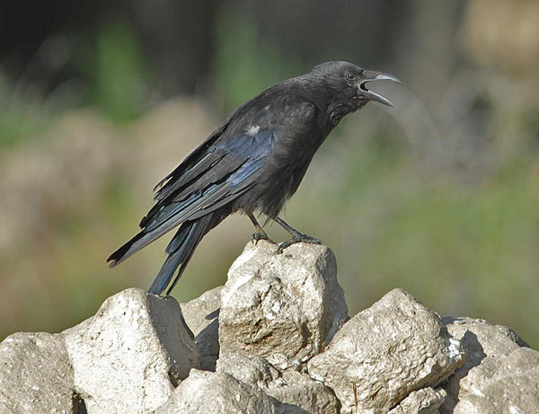 Carrion Crow (Corvus corone) by Nikhil Devasar