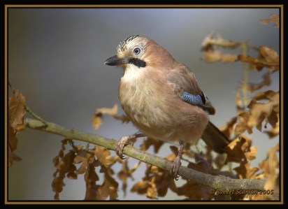 Eurasian Jay (Garrulus glandarius) by Robert Scanlon