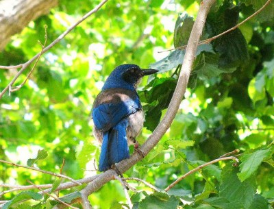 Island Scrub Jay (Aphelocoma insularis) ©WikiC