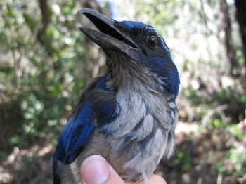 Island Scrub Jay (Aphelocoma insularis) close-up ©WikiC