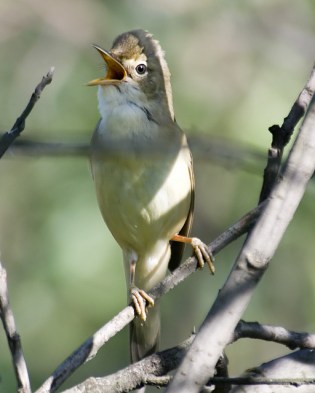 Marsh Warbler (Acrocephalus palustris) WikiC