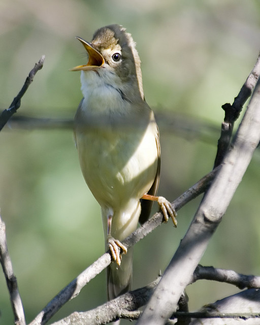 Marsh Warbler (Acrocephalus palustris) WikiC