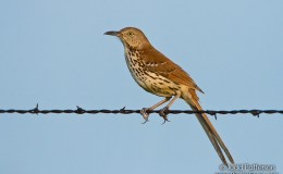 Mistaken Identity – Birds and&nbsp;Ancestors