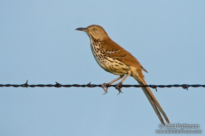Brown Thrasher (Toxostoma rufum) by Judd Patterson
