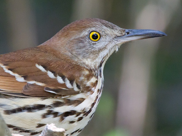 Brown Thrasher (Toxostoma rufum) ©DanPancamo