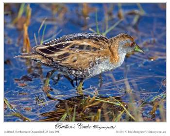 Baillon's Crake (Porzana pusilla) by Ian