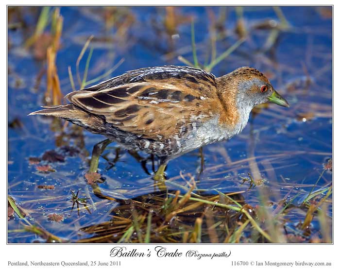 Baillon's Crake (Porzana pusilla) by Ian
