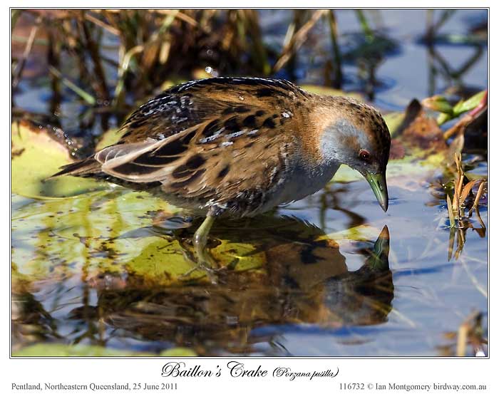 Baillon's Crake (Porzana pusilla) by Ian