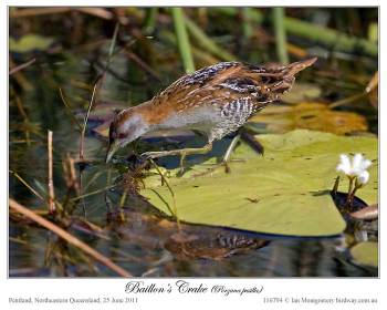 Baillon's Crake (Porzana pusilla) by Ian