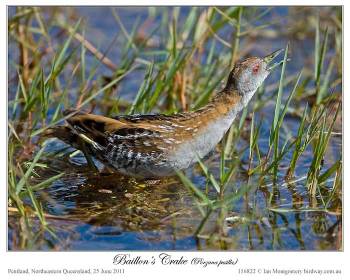 Baillon's Crake (Porzana pusilla) by Ian
