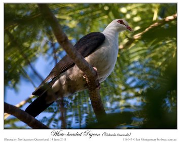 White-headed Pigeon (Columba leucomela) by Ian