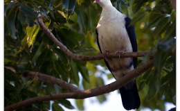Ian’s Bird of the Week – White-headed&nbsp;Pigeon