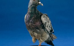 Cher Ami’s Story for Memorial&nbsp;Day