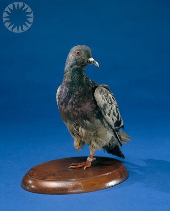 Cher Ami - WWI Homing Pigeon Hero