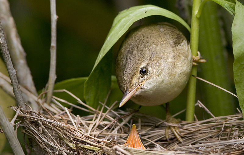 Marsh Warbler (Acrocephalus palustris) WikiC