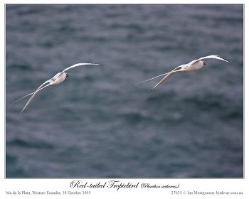 Red-billed Tropicbird (Phaethon aethereus) by Ian Montgomery