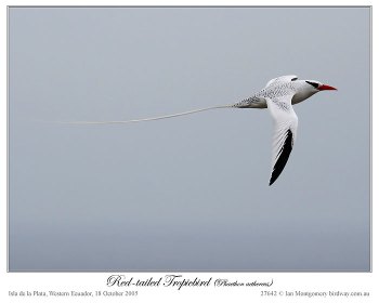 Red-billed Tropicbird (Phaethon aethereus) by Ian Montgomery