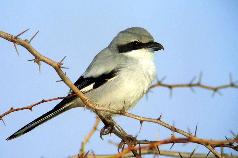 Southern Grey Shrike (Lanius meridionalis) ©WikiC