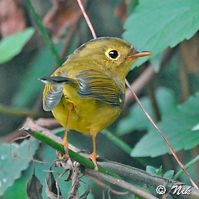 Whistler's Warbler (Seicercus whistleri) by Nikhil Devasar