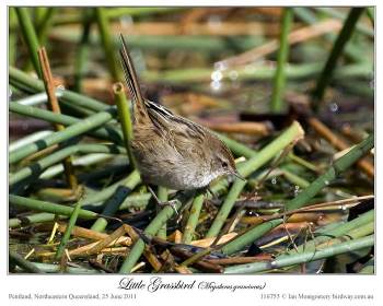 Little Grassbird (Megalurus gramineus) by Ian