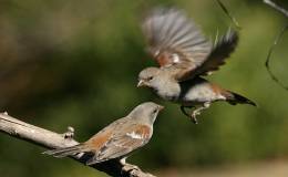 The Price Of Sparrows – from Institute For Creation&nbsp;Research