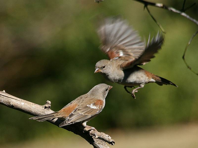 Southern Grey-headed Sparrows (Passer diffusus) ©WikiC
