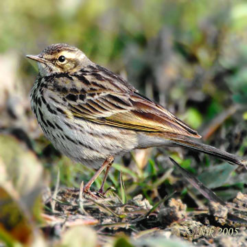 Rosy Pipit (Anthus roseatus) by Nikhil Devasar
