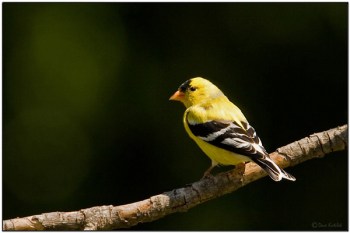 American Goldfinch (Carduelis tristis) by Daves BirdingPix