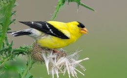 The Gorgeous Goldfinch – from The Curious Book of&nbsp;Birds