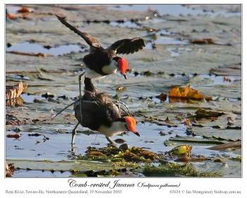 Comb-crested Jacana (Irediparra gallinacea) by Ian