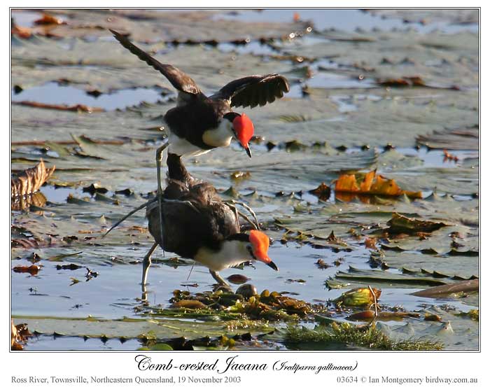 Comb-crested Jacana (Irediparra gallinacea) by Ian