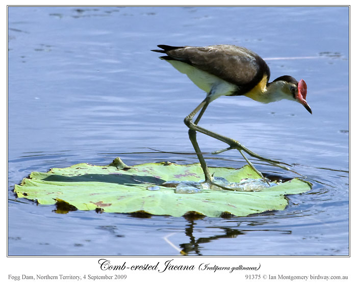 Comb-crested Jacana (Irediparra gallinacea) by Ian