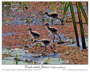 Comb-crested Jacana (Irediparra gallinacea) by Ian