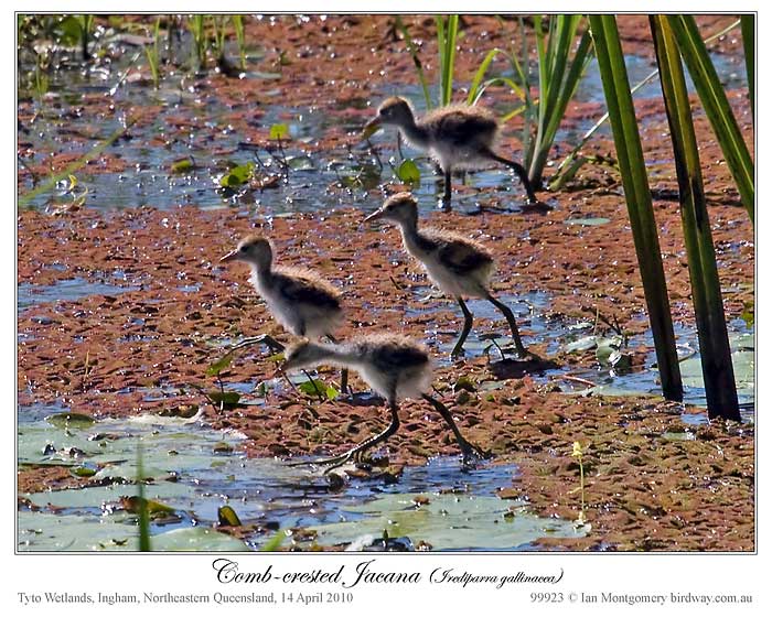 Comb-crested Jacana (Irediparra gallinacea) by Ian