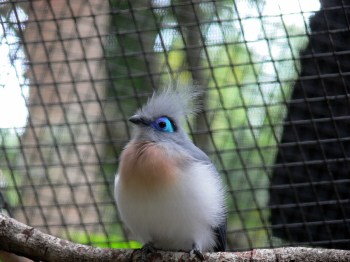 Crested Coua (Coua cristata) by Lee LPZ