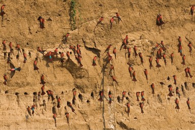Southern Carmine Bee-eater (Merops nubicoides) by Africaaddict