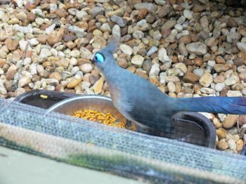 Crested Coua (Coua cristata) foot away by Lee LPZ