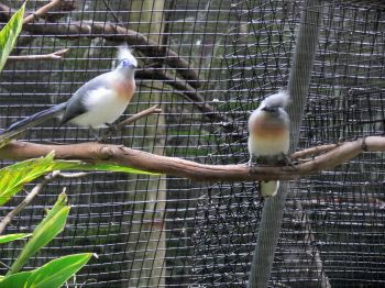 Crested Coua (Coua cristata) Pair by Lee LPZ