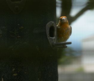 House Finch-Orange Variant
