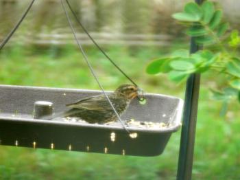 Red-winged Blackbird - Immature