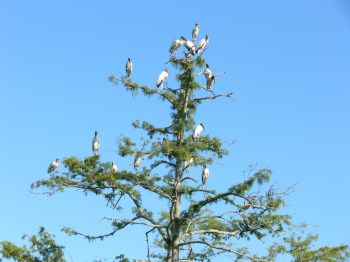 Wood Stork Tree at Circle B - 7-22-11