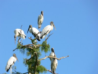 Wood Storks on top of tree at Circle B -7-22-11 by Lee