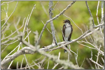 Eastern Kingbird (Tyrannus tyrannus) by Daves BirdingPix Eastern Kingbird (Tyrannus tyrannus) by Daves BirdingPix