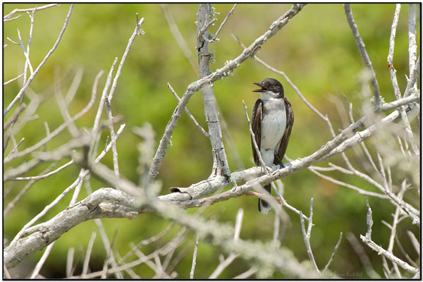 Eastern Kingbird (Tyrannus tyrannus) by Daves BirdingPix
