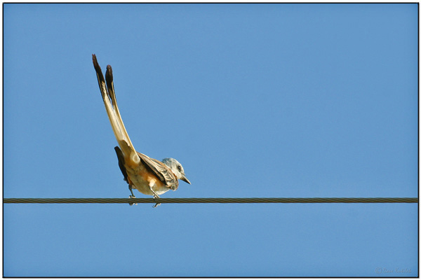 Scissor-tailed Flycatcher (Tyrannus forficatus) by Daves BirdingPix