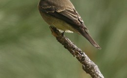 Old Clothes and Old Houses – Chapter&nbsp;8