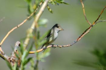 Willow Flycatcher (Empidonax traillii) ©USFWS