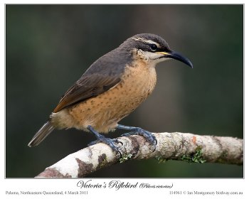 Victoria's Riflebird (Ptiloris victoriae) by Ian - female