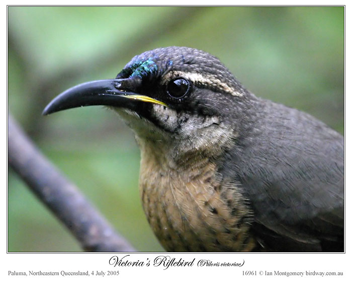 Victoria's Riflebird (Ptiloris victoriae) by Ian - young male